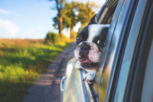 Traveling With Your Dog: Some things to consider.