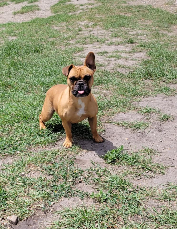 Barks & Recreation Dog Kennel Carseland AB. Barks And Recreation