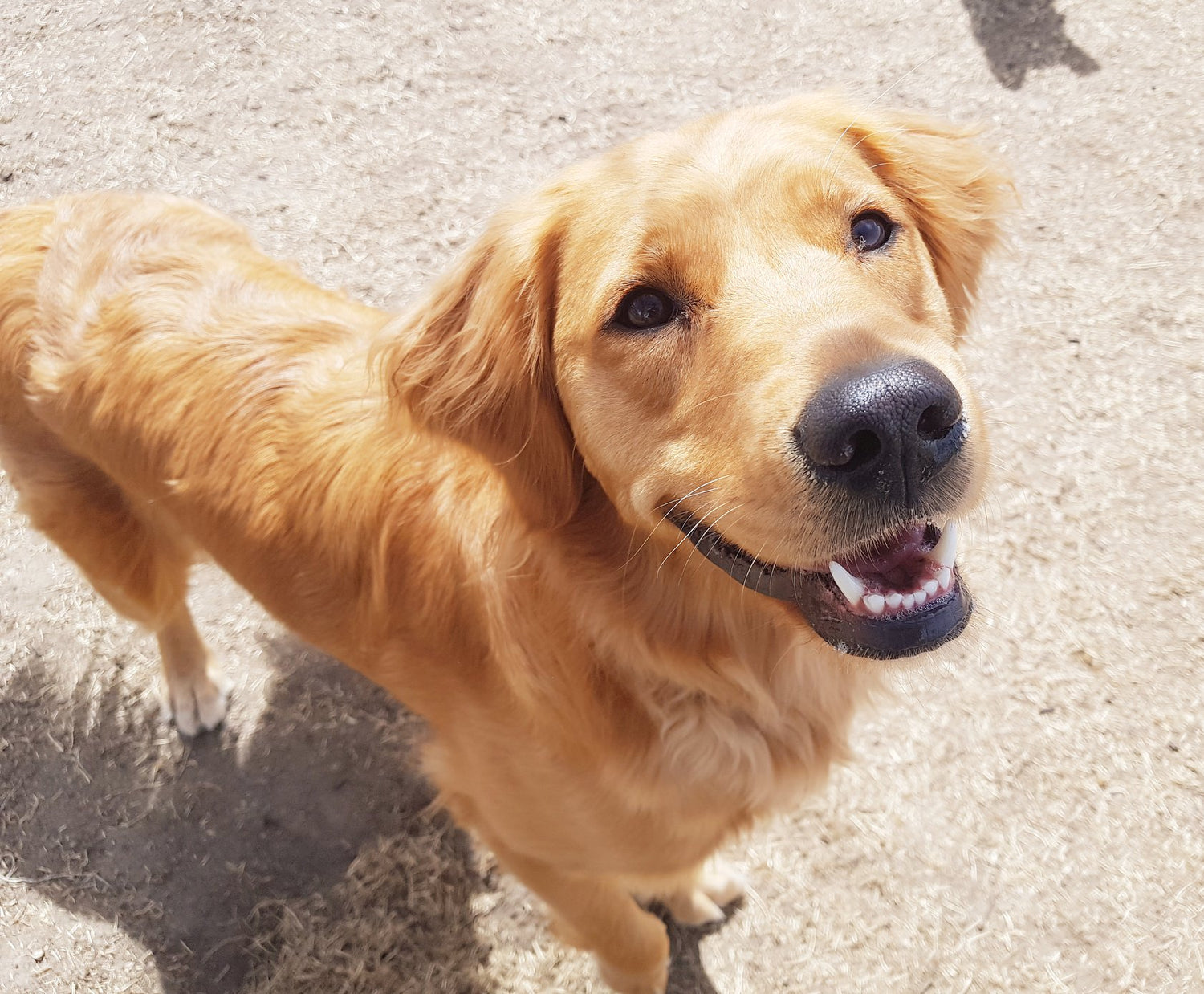 Barks & Recreation Dog Kennel Carseland AB. Barks And Recreation