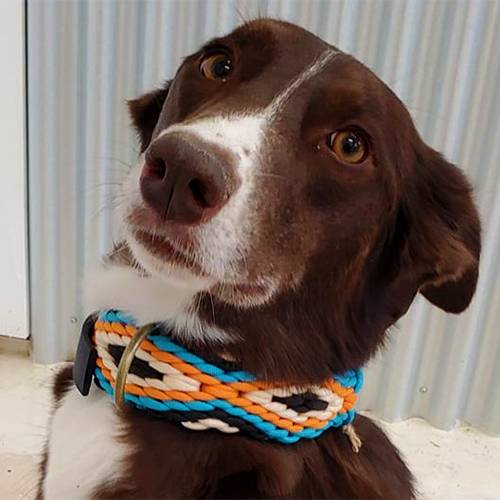 Winifred Dog Collar - Orange Blue Cherokee