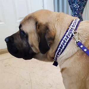 Winifred Dog Collar - Purple Arrow