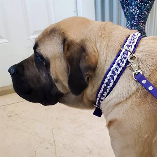 Best collar for english mastiff best sale